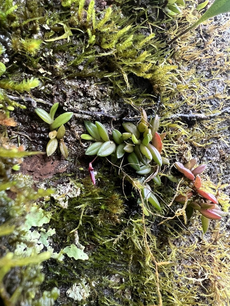 Bulbophyllum macphersonii photo 7