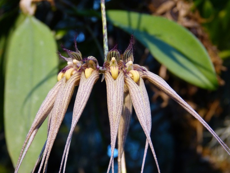 Bulbophyllum macraei