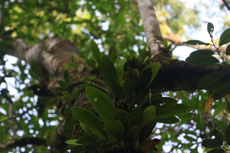 Bulbophyllum macraei photo 2