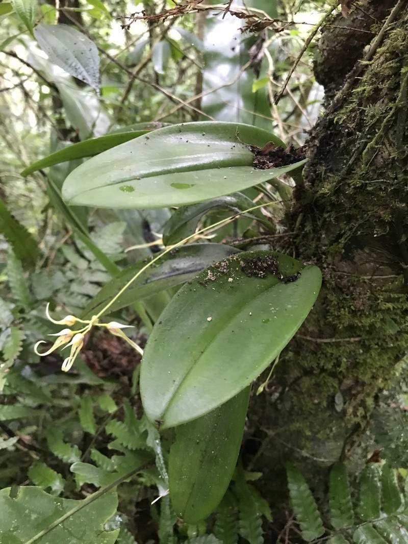 Bulbophyllum macraei photo 3