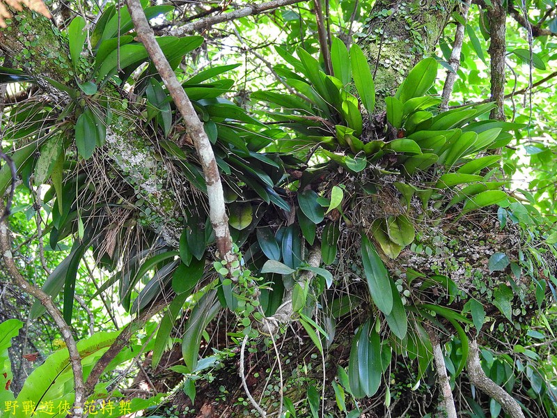Bulbophyllum macraei photo 4