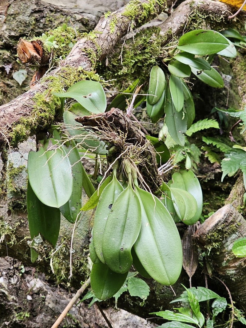 Bulbophyllum macraei photo 5