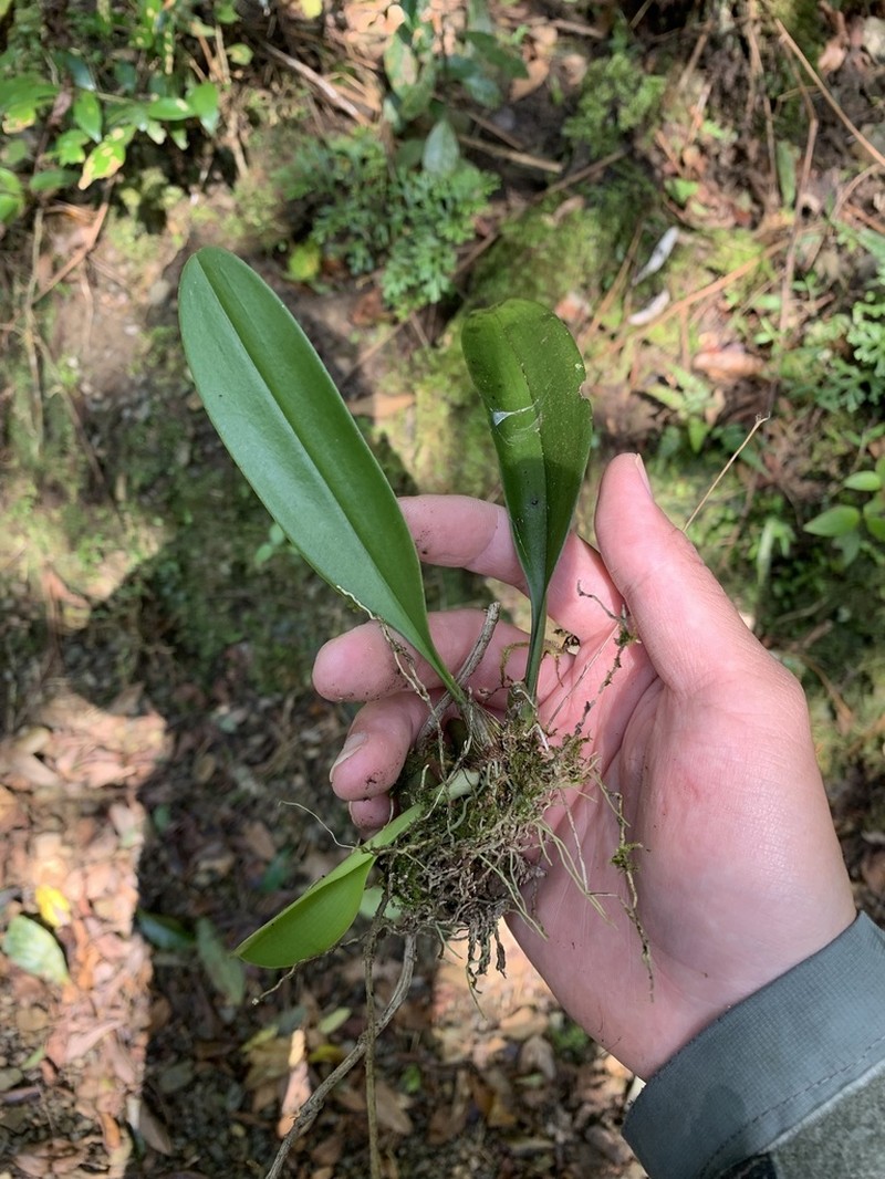 Bulbophyllum macraei photo 6