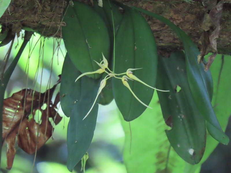 Bulbophyllum macraei photo 7
