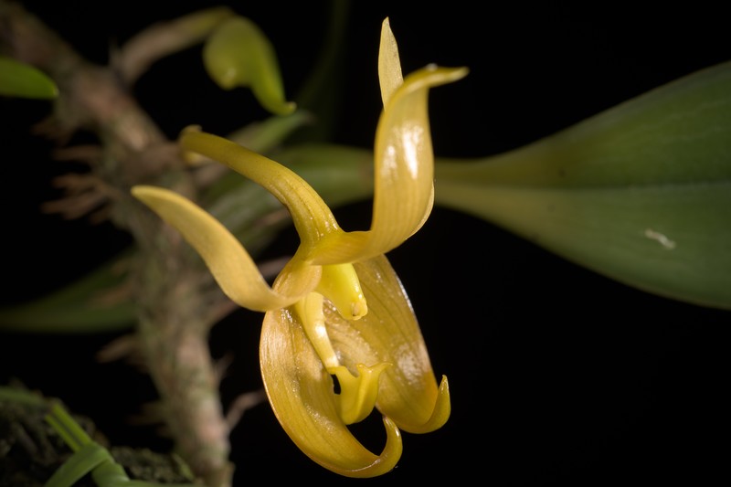 Bulbophyllum macranthoides