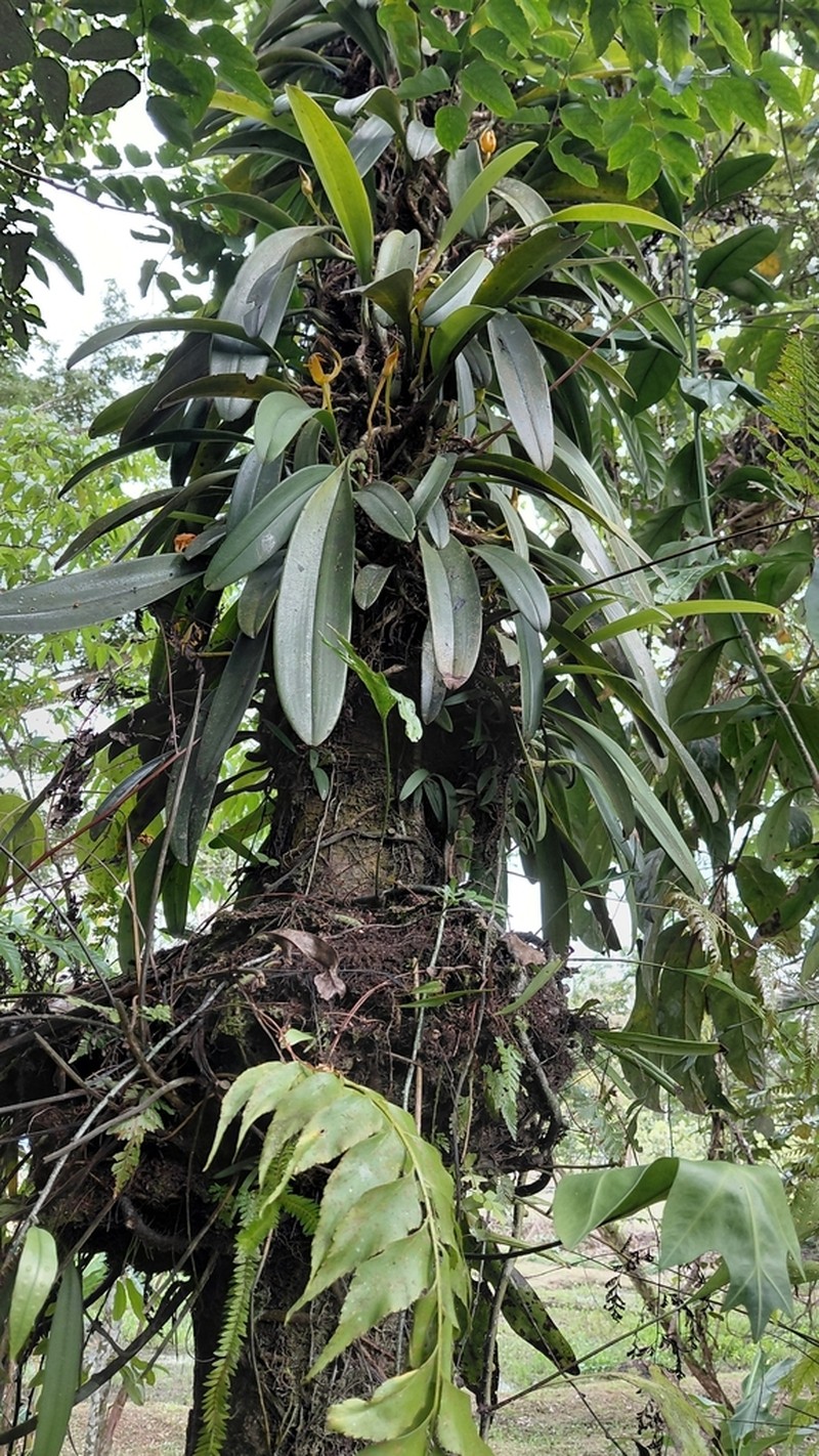 Bulbophyllum macranthoides photo 4