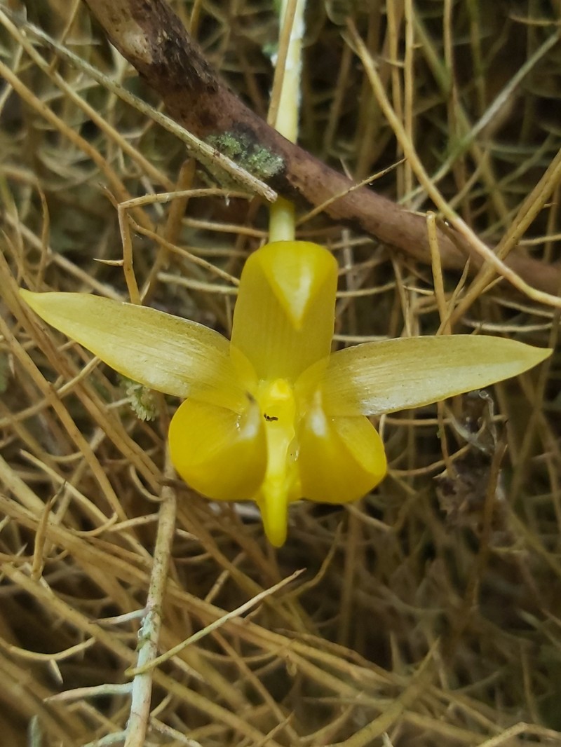 Bulbophyllum macranthoides photo 5