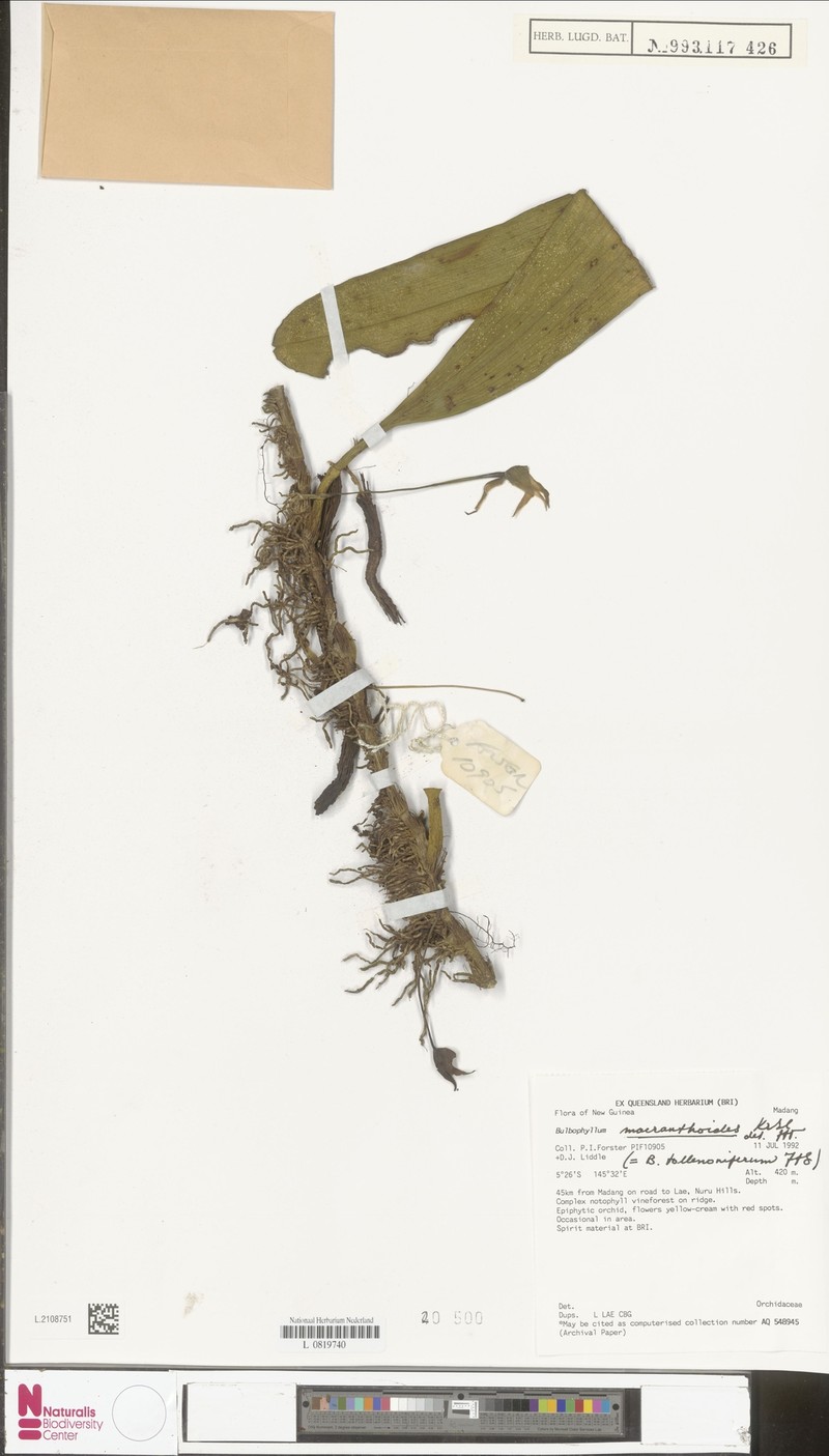Bulbophyllum macranthoides photo 6