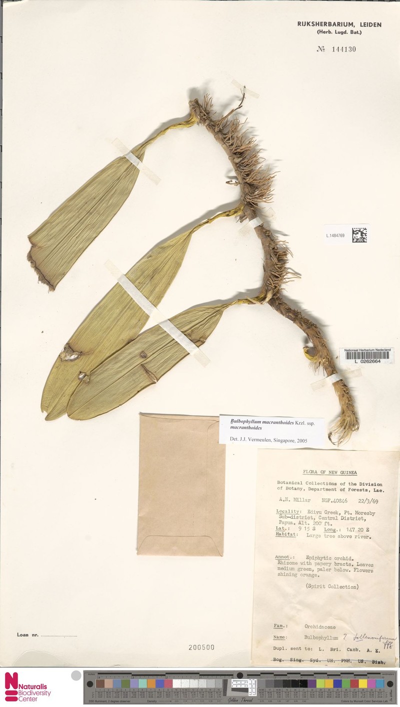 Bulbophyllum macranthoides photo 7