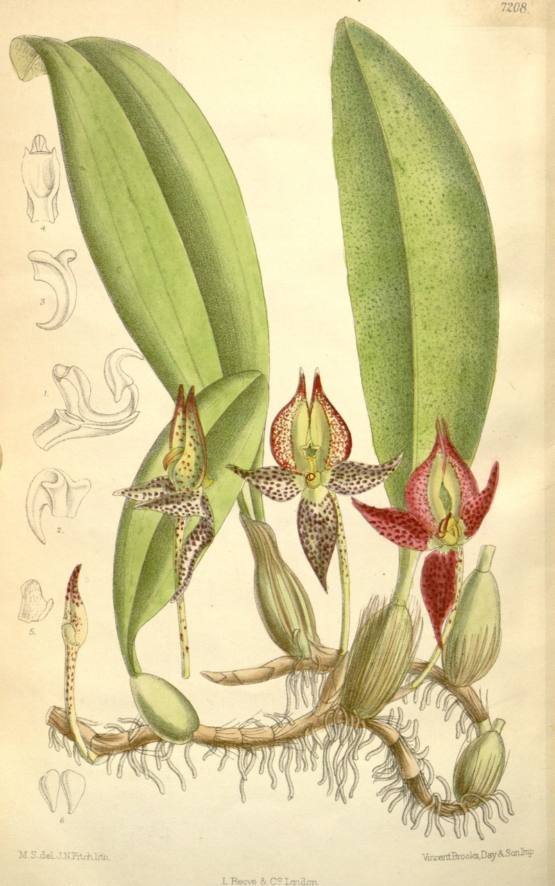 Bulbophyllum macranthum