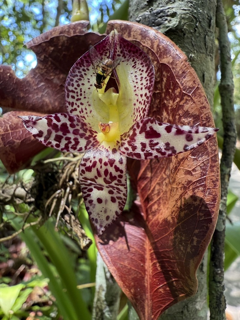 Bulbophyllum macranthum photo 2