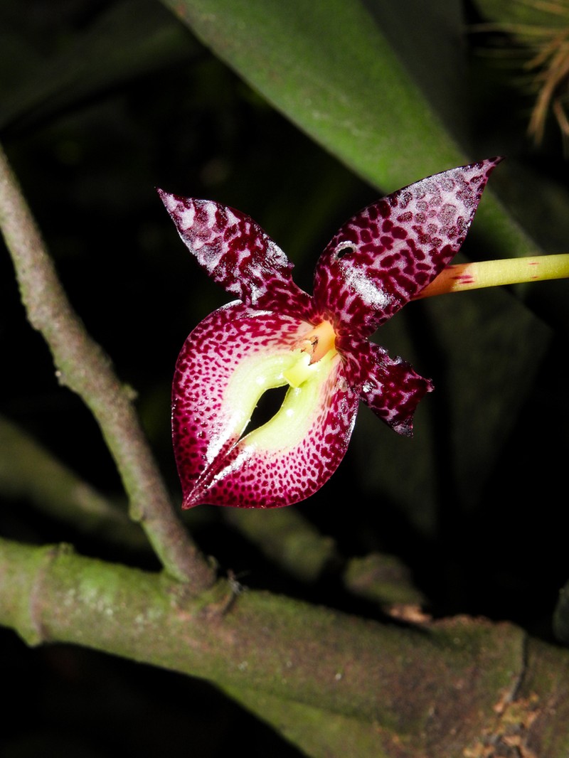 Bulbophyllum macranthum photo 3