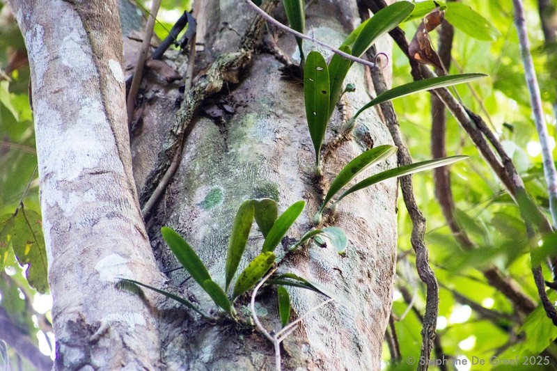 Bulbophyllum macranthum photo 4