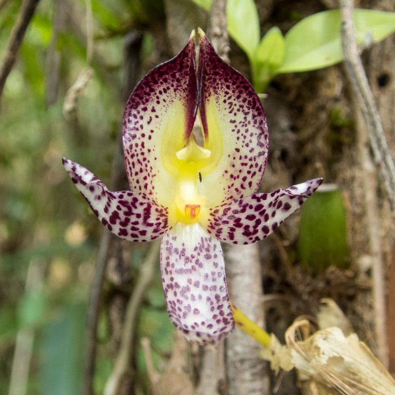Bulbophyllum macranthum photo 5