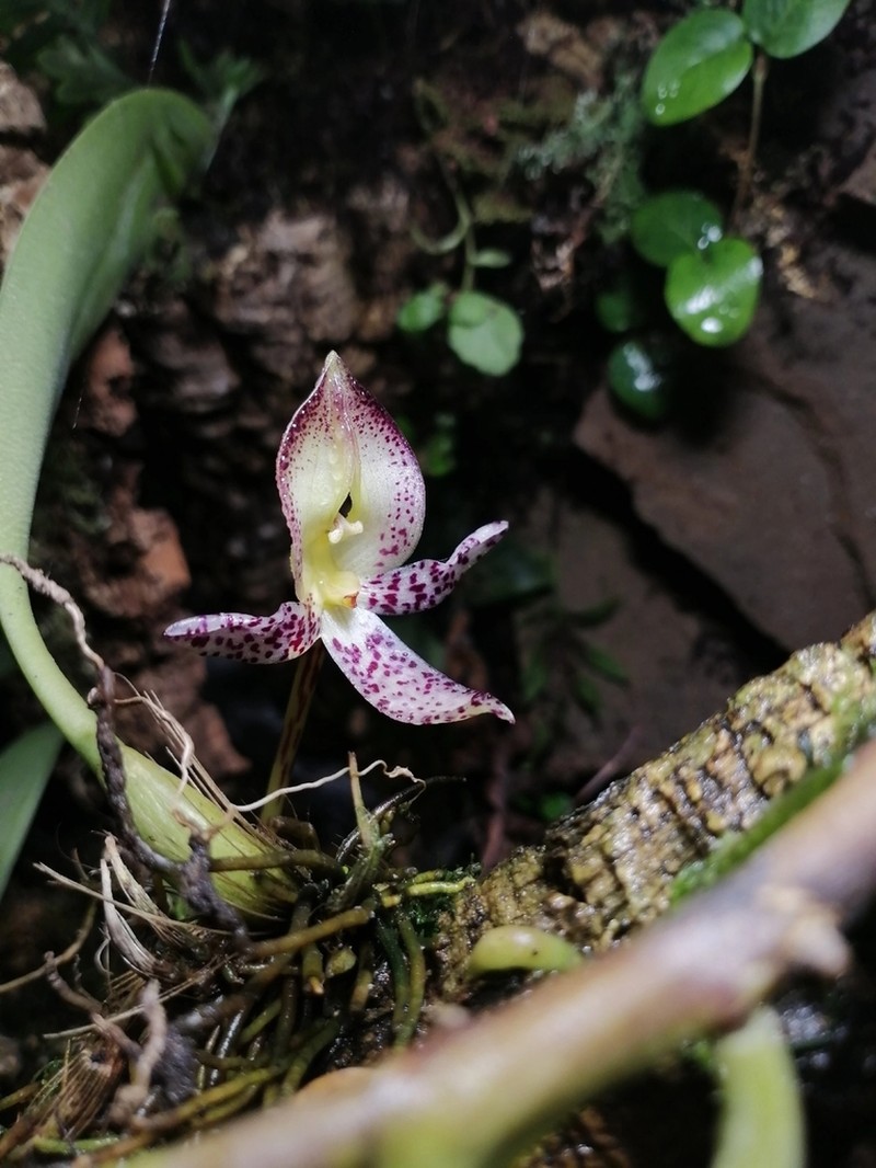 Bulbophyllum macranthum photo 6