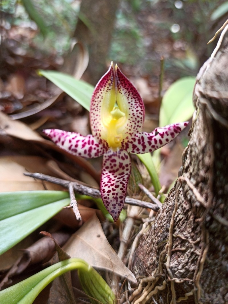 Bulbophyllum macranthum photo 7