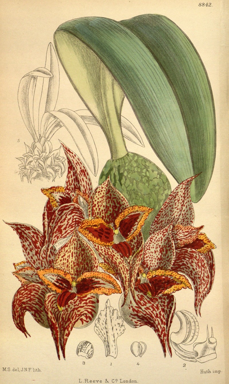Bulbophyllum macrobulbum
