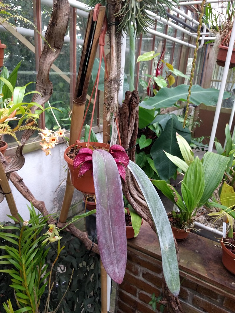 Bulbophyllum macrobulbum photo 2