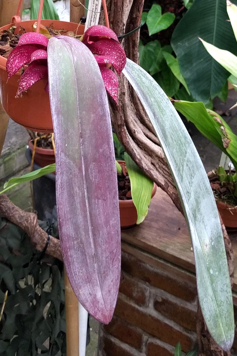 Bulbophyllum macrobulbum photo 3