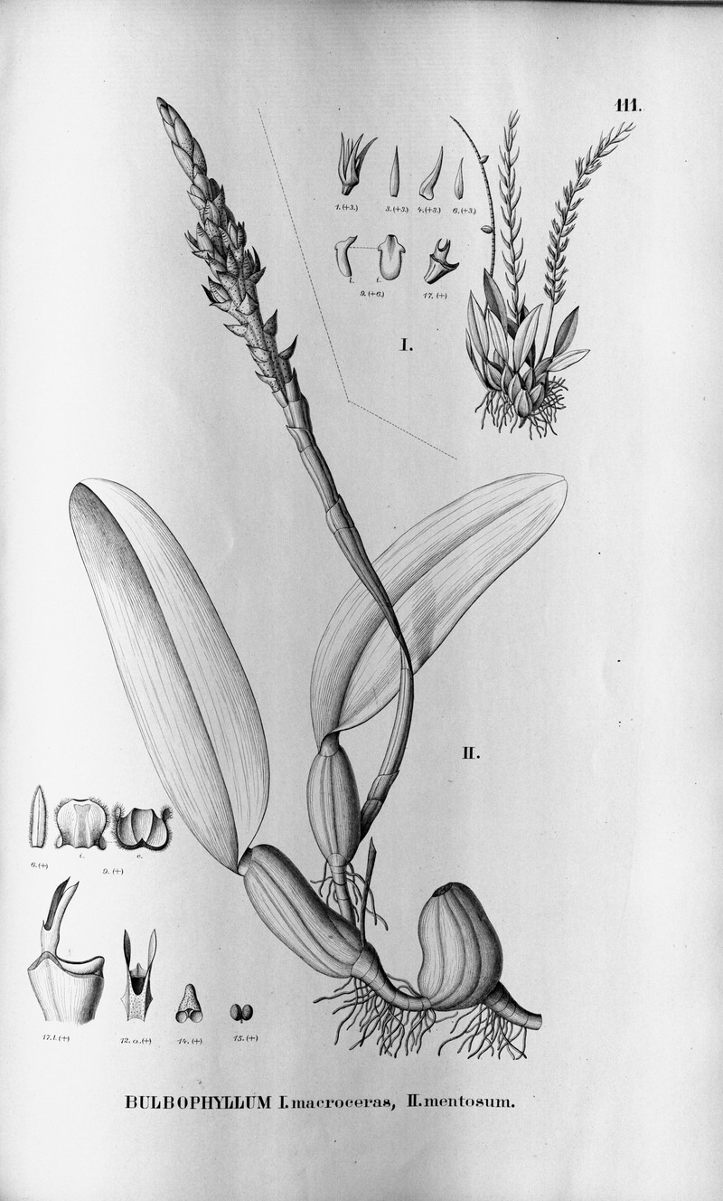 Bulbophyllum macroceras