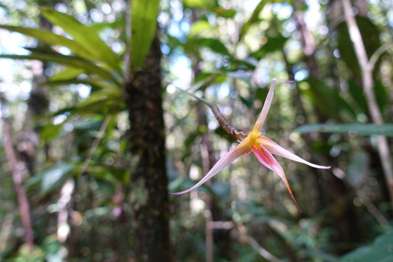 Bulbophyllum macrochilum photo 2