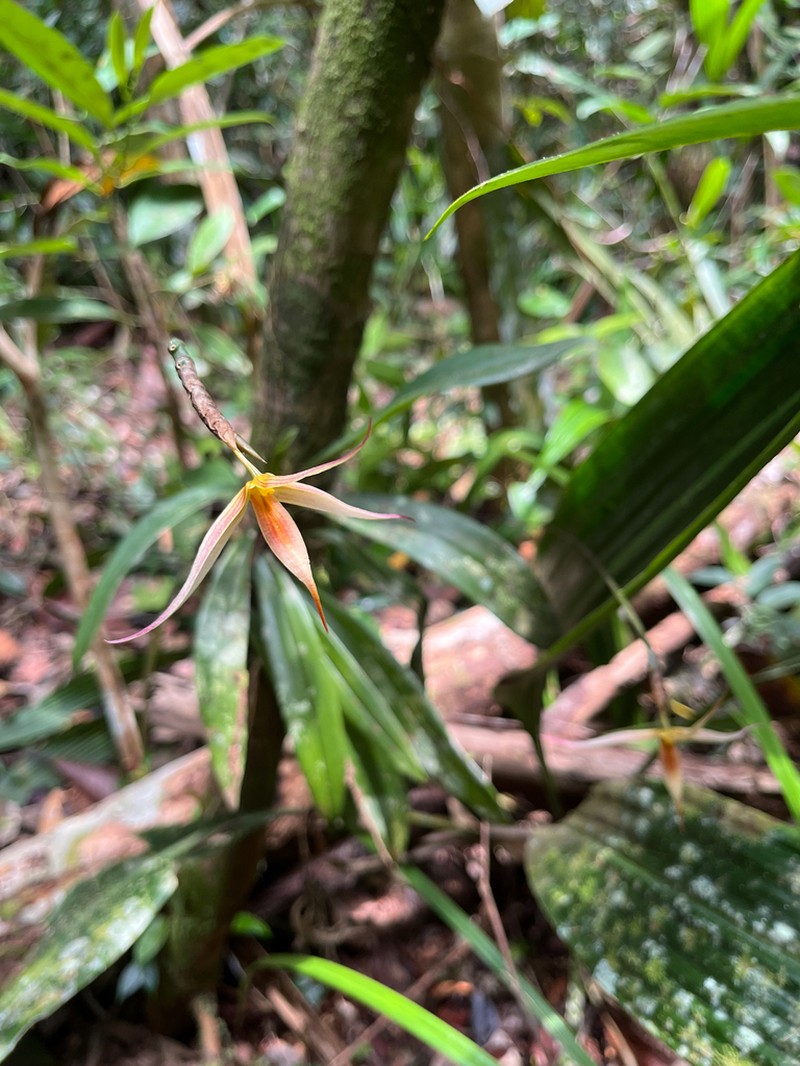 Bulbophyllum macrochilum photo 3