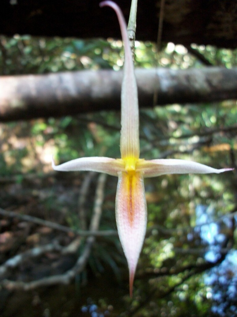 Bulbophyllum macrochilum photo 4