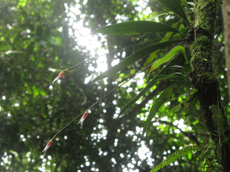 Bulbophyllum macrochilum photo 5