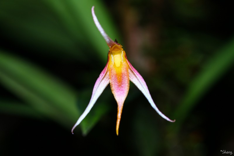 Bulbophyllum macrochilum photo 6