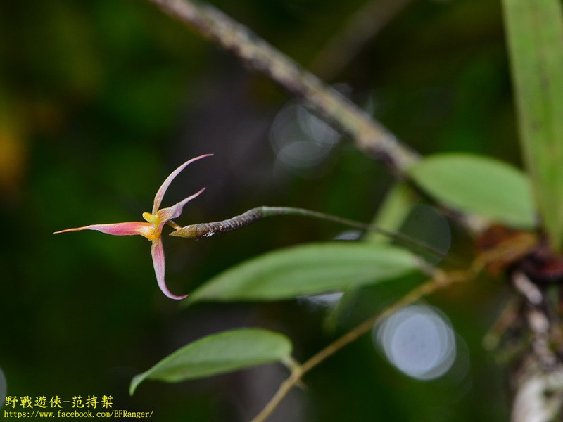 Bulbophyllum macrochilum photo 7