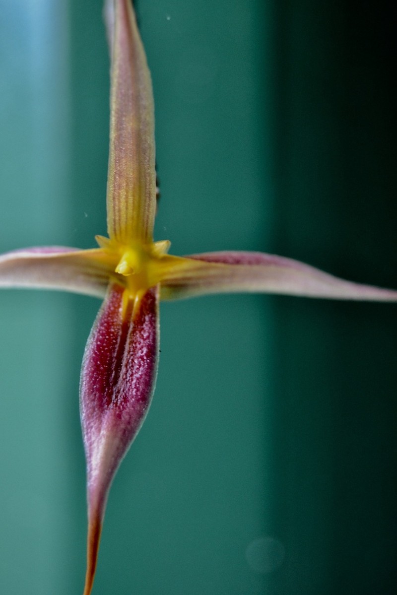 Bulbophyllum macrochilum photo 8