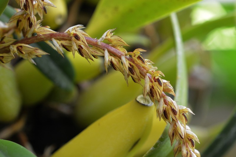 Bulbophyllum macrocoleum photo 2