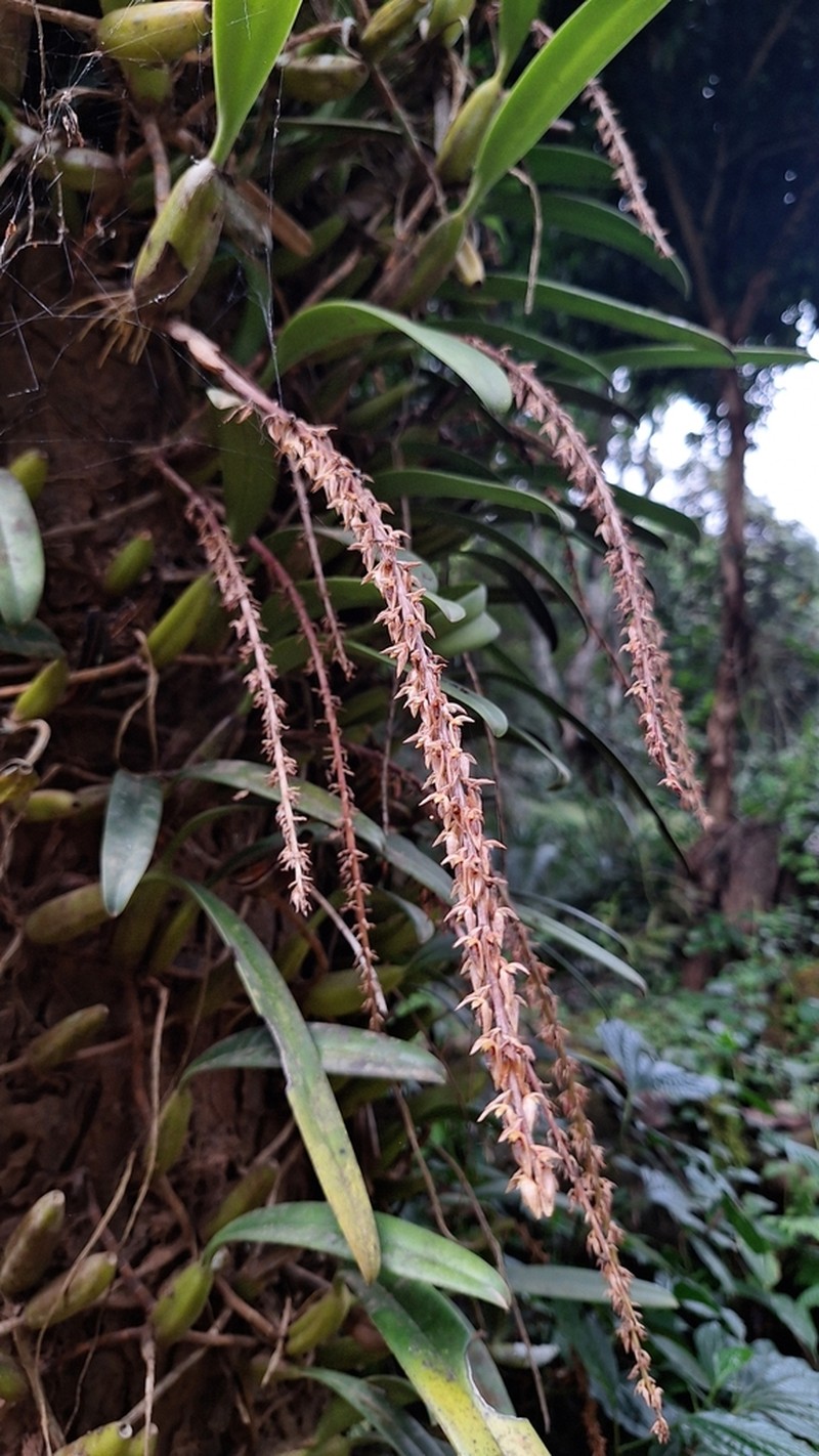 Bulbophyllum macrocoleum photo 3