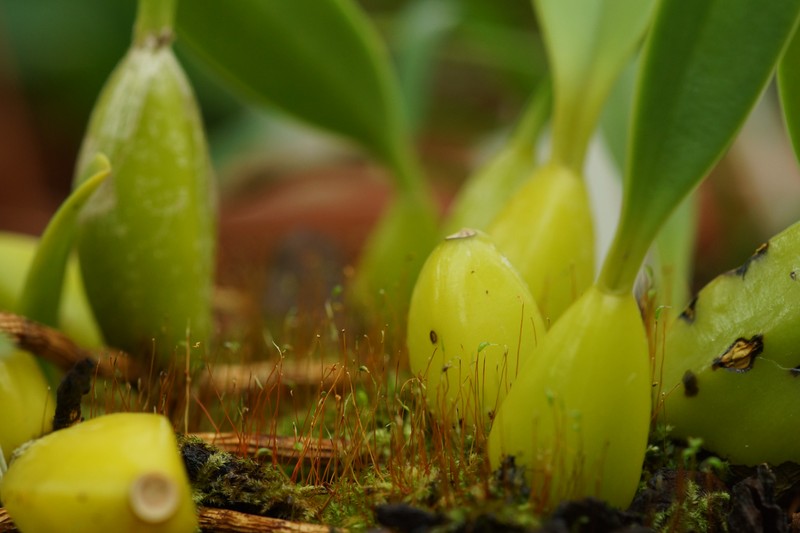 Bulbophyllum macrocoleum photo 4