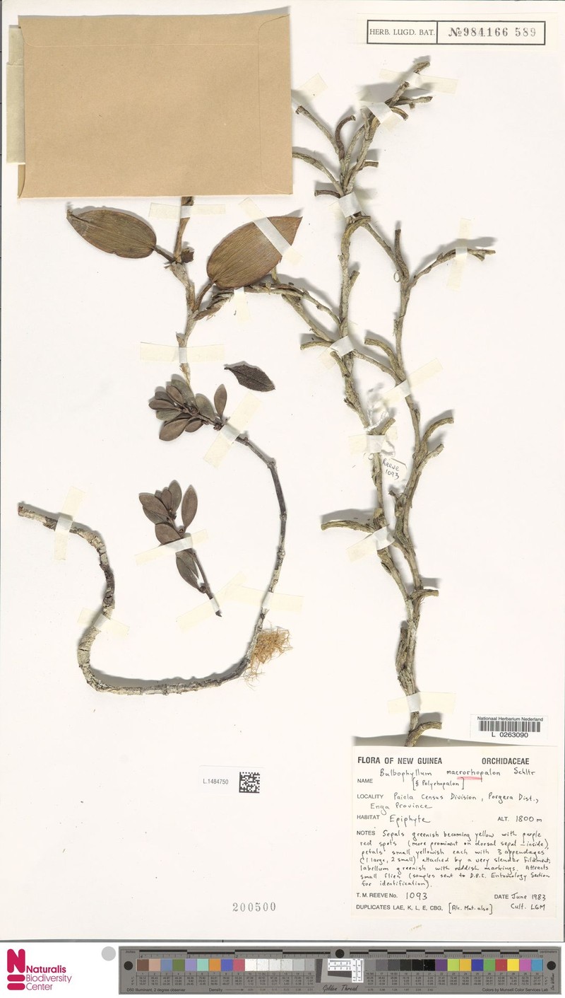Bulbophyllum macrorhopalon