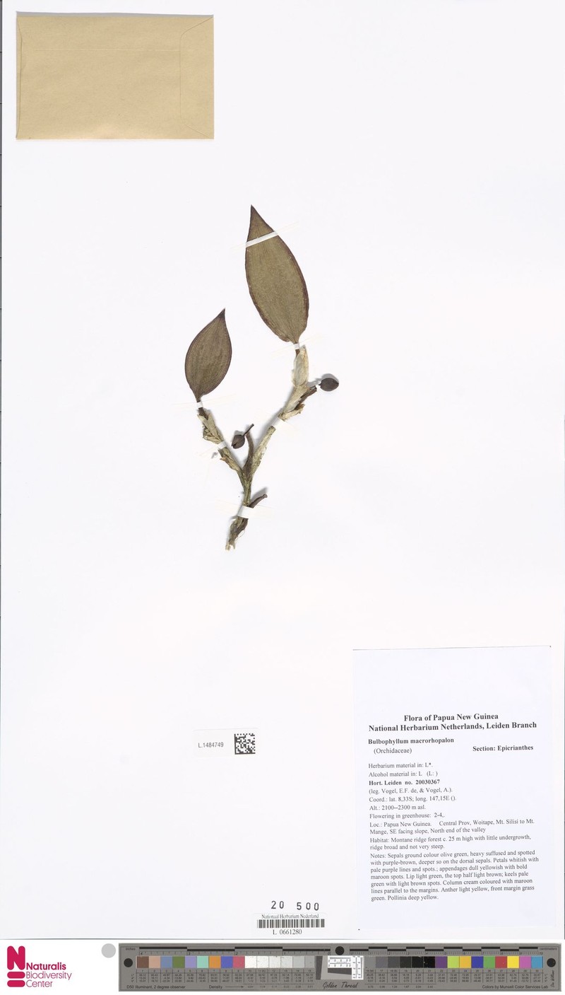 Bulbophyllum macrorhopalon photo 2