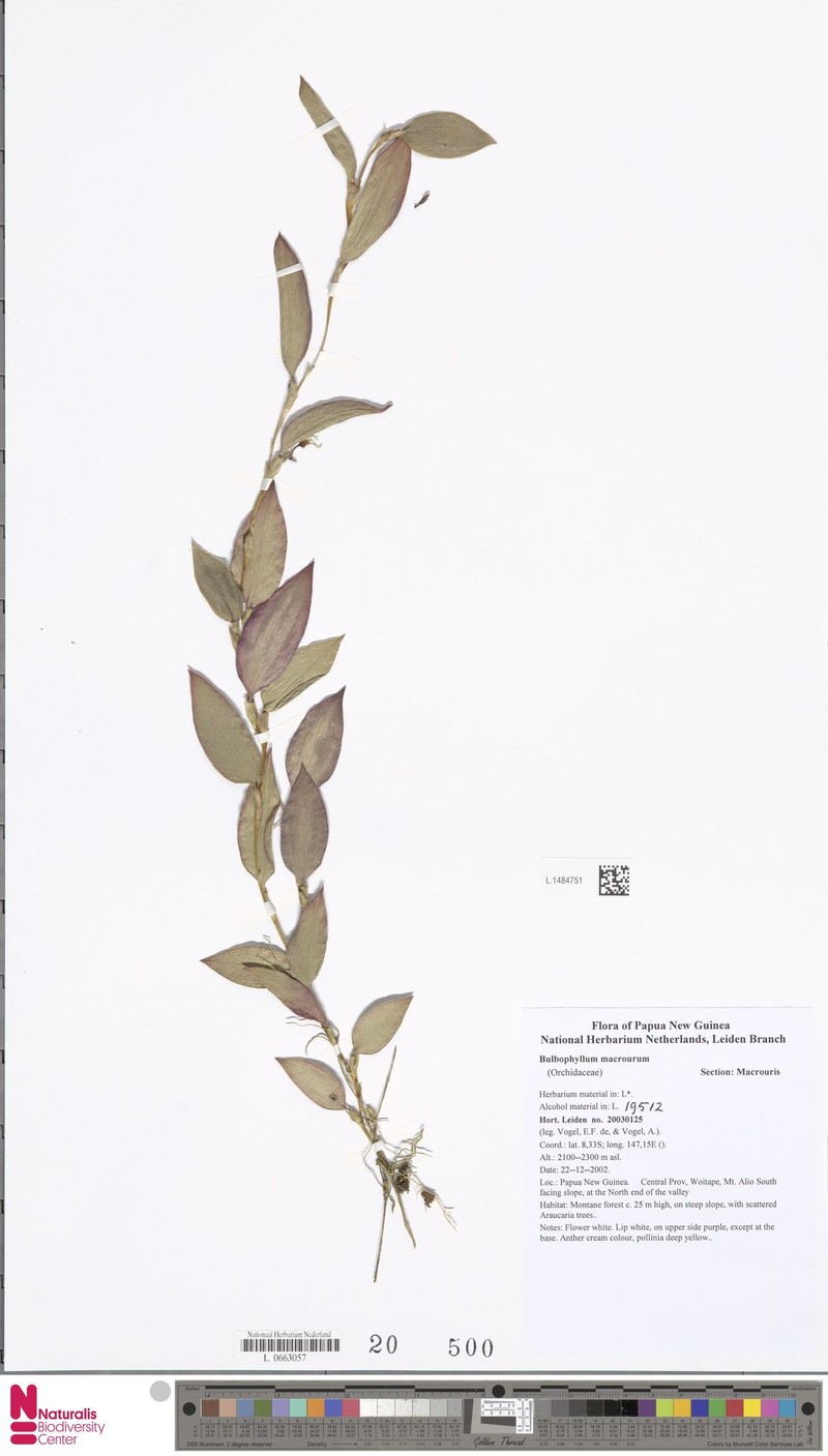 Bulbophyllum macrourum