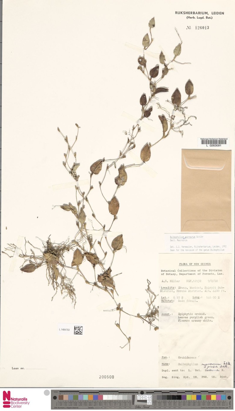 Bulbophyllum macrourum photo 2