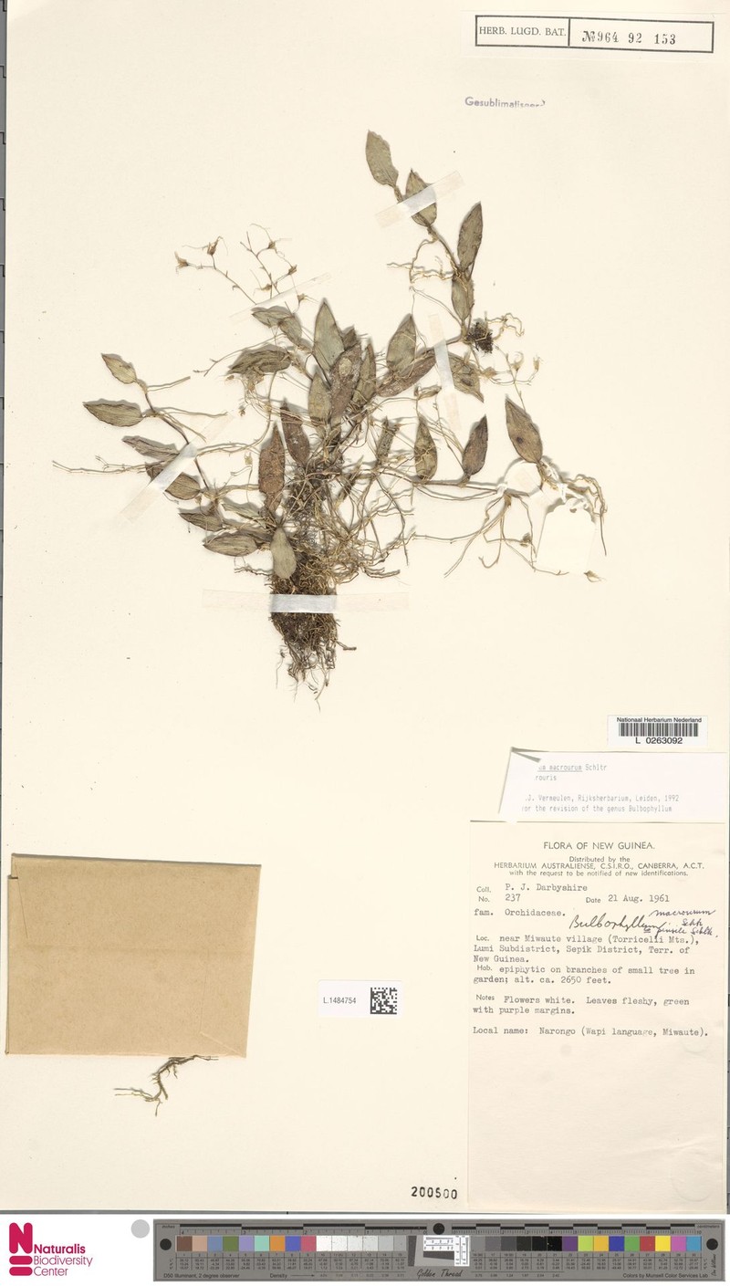 Bulbophyllum macrourum photo 4