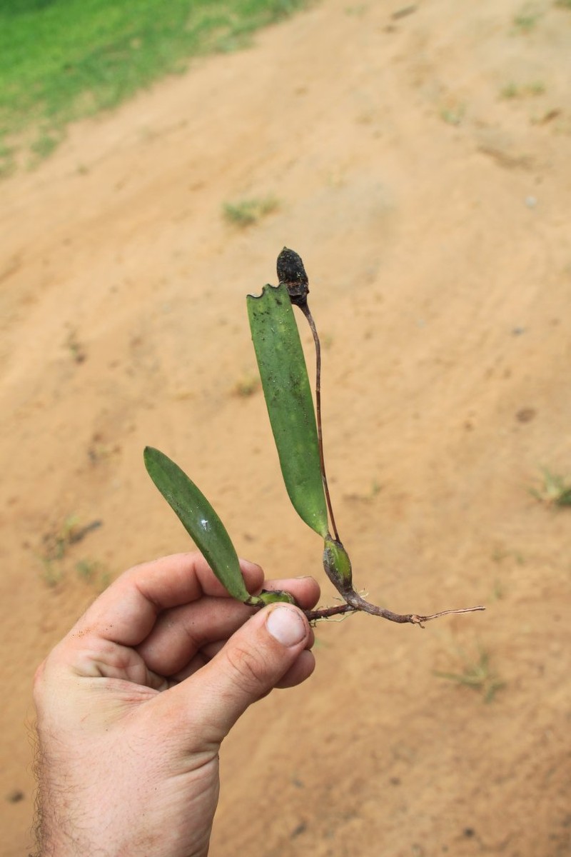 Bulbophyllum magnibracteatum