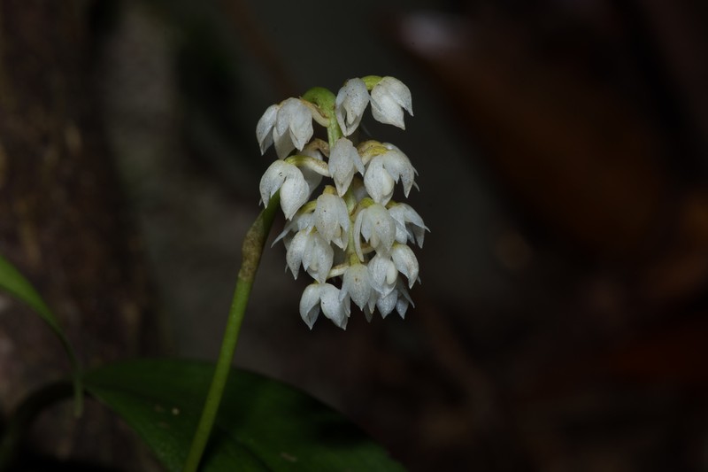 Bulbophyllum mahakamense