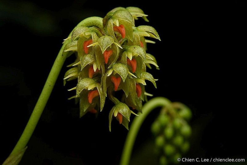 Bulbophyllum mahakamense photo 2