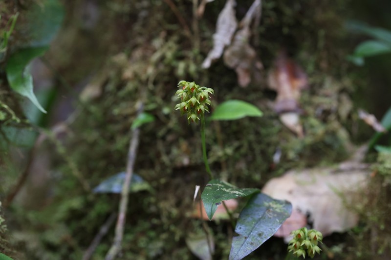 Bulbophyllum mahakamense photo 3