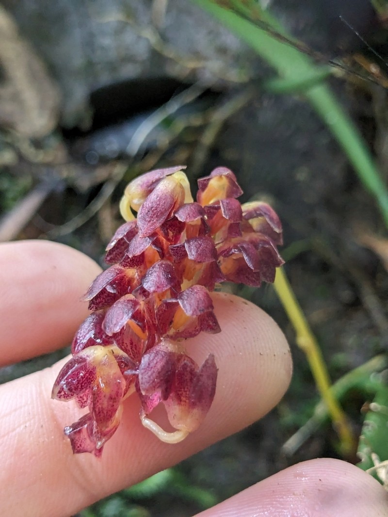 Bulbophyllum mahakamense photo 4