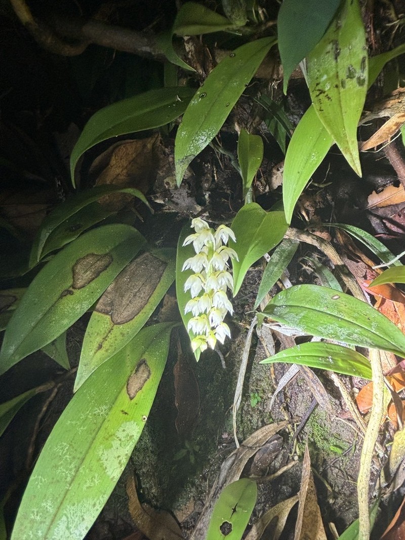 Bulbophyllum mahakamense photo 6