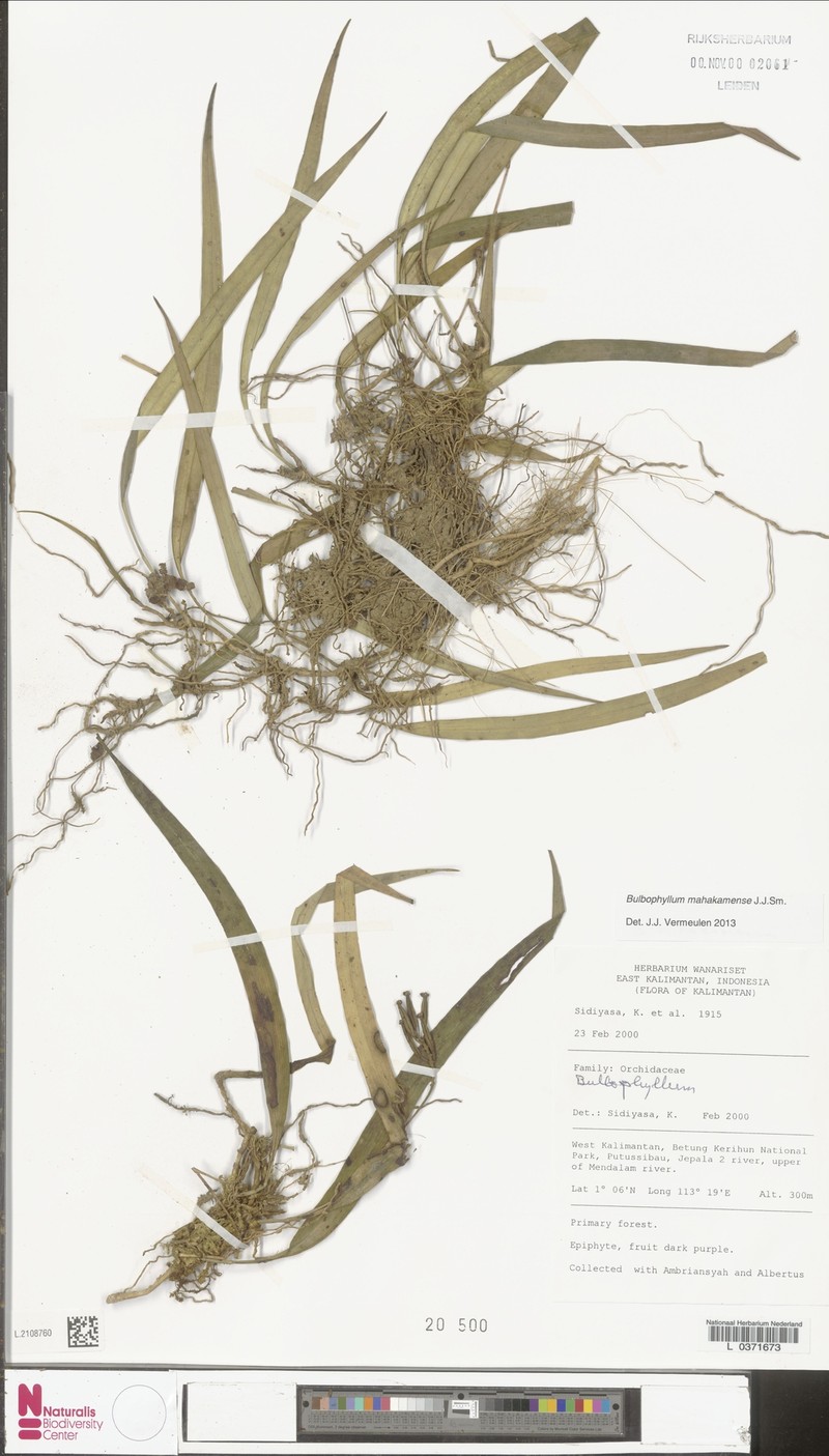 Bulbophyllum mahakamense photo 8