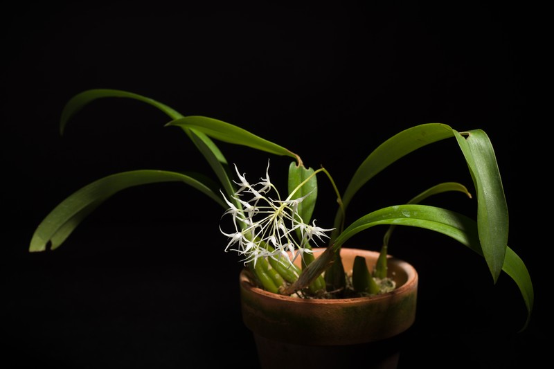 Bulbophyllum majus