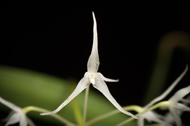 Bulbophyllum majus photo 2