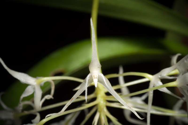 Bulbophyllum majus photo 3