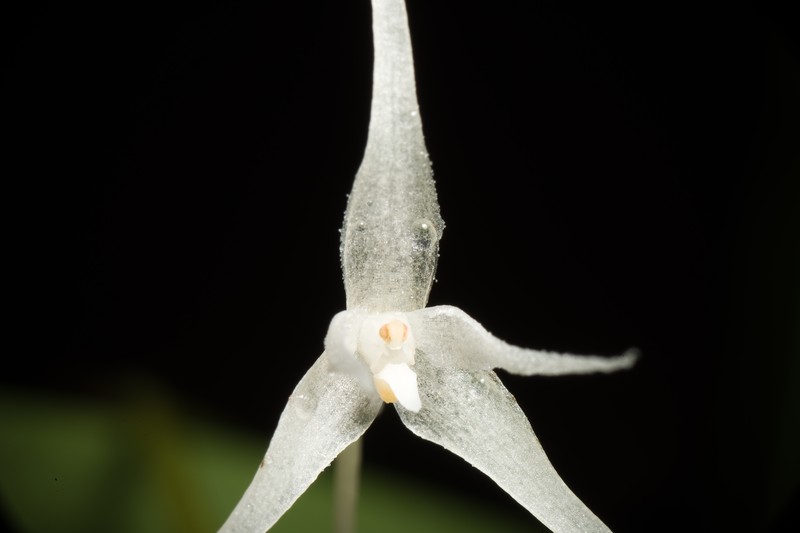 Bulbophyllum majus photo 4